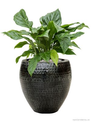 Anthurium ellipticum 'Jungle Bush' in Thom - Vaxtinredarna.se