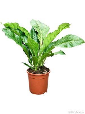 Anthurium 'Hookeri Variegata' (25%) - Vaxtinredarna.se