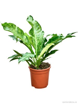 Anthurium 'Hookeri Variegata' (45%) - Vaxtinredarna.se