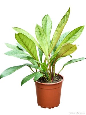 Anthurium 'Jenmanii' - Vaxtinredarna.se