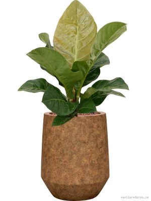 Anthurium 'Jenmanii' in Mineral - Vaxtinredarna.se