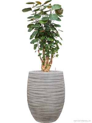 Aralia (Polyscias) 'Fabian' in Baq Tornado - Vaxtinredarna.se