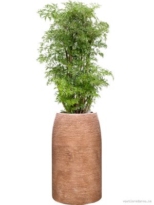 Aralia (Polyscias) 'Ming' in Colorado - Vaxtinredarna.se