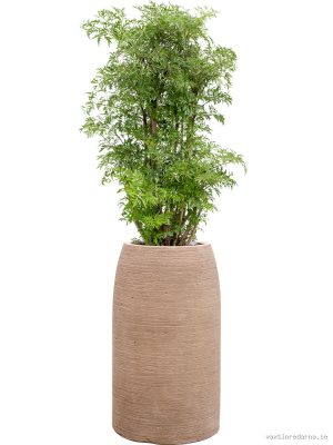 Aralia (Polyscias) 'Ming' in Colorado - Vaxtinredarna.se