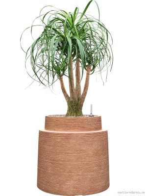 Beaucarnea recurvata in Colorado - Vaxtinredarna.se