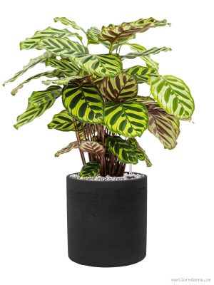 Calathea makoyana in Rough - Vaxtinredarna.se