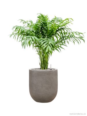 Chamaedorea elegans in Baq Nucast - Vaxtinredarna.se
