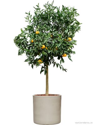 Citrus reticulata 'Mandarino' in Cylinder - Vaxtinredarna.se