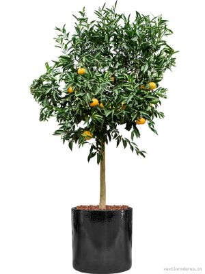 Citrus reticulata 'Mandarino' in Cylinder - Vaxtinredarna.se
