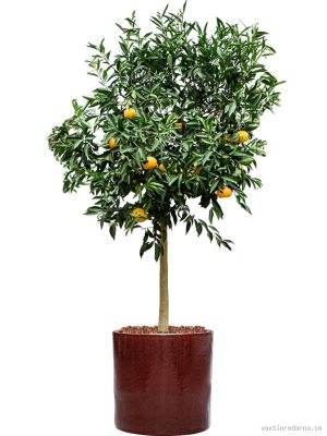 Citrus reticulata 'Mandarino' in Cylinder - Vaxtinredarna.se