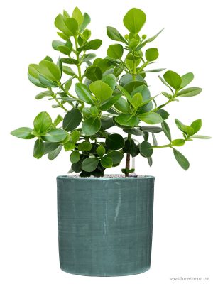 Clusia rosea 'Princess' in Plain Striped - Vaxtinredarna.se