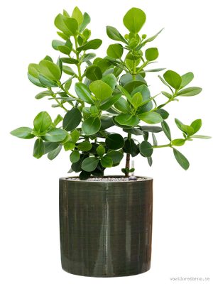 Clusia rosea 'Princess' in Plain Striped - Vaxtinredarna.se