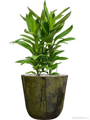 Cordyline fruticosa' Glauca' in Palermo - Vaxtinredarna.se