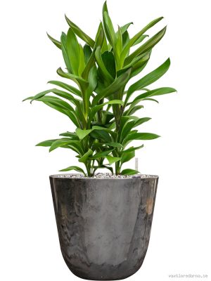 Cordyline fruticosa' Glauca' in Palermo - Vaxtinredarna.se
