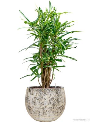 Croton (Codiaeum) variegatum 'Banana' in Baq Atlas - Vaxtinredarna.se