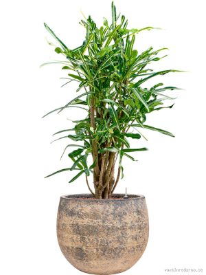 Croton (Codiaeum) variegatum 'Banana' in Baq Atlas - Vaxtinredarna.se