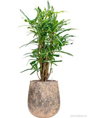 Croton (Codiaeum) variegatum 'Banana' in Baq Atlas - Vaxtinredarna.se