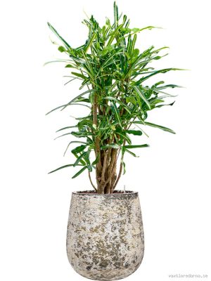 Croton (Codiaeum) variegatum 'Banana' in Baq Atlas - Vaxtinredarna.se