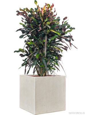Croton (Codiaeum) variegatum 'Mammi' in Antwerp - Vaxtinredarna.se