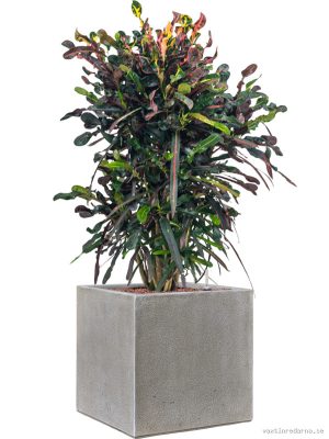 Croton (Codiaeum) variegatum 'Mammi' in Antwerp - Vaxtinredarna.se