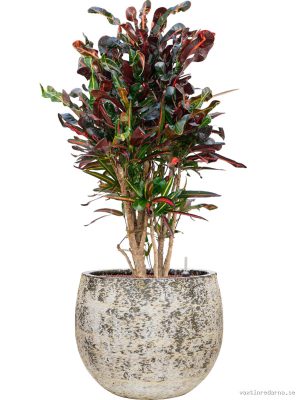 Croton (Codiaeum) variegatum 'Mammi' in Baq Atlas - Vaxtinredarna.se