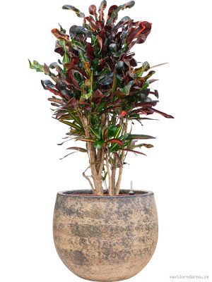 Croton (Codiaeum) variegatum 'Mammi' in Baq Atlas - Vaxtinredarna.se