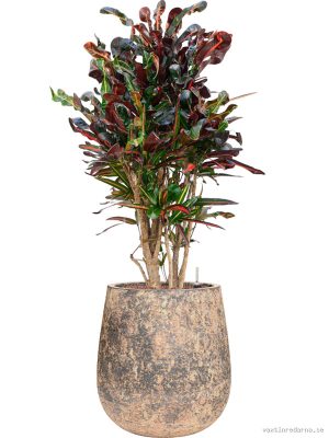 Croton (Codiaeum) variegatum 'Mammi' in Baq Atlas - Vaxtinredarna.se