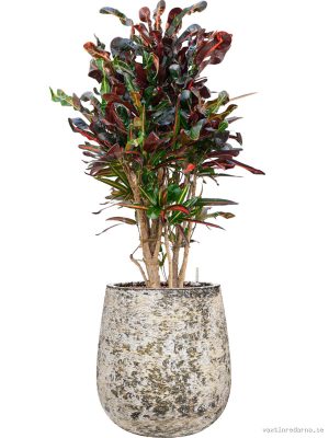 Croton (Codiaeum) variegatum 'Mammi' in Baq Atlas - Vaxtinredarna.se