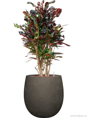 Croton (Codiaeum) variegatum 'Mammi' in Terreno - Vaxtinredarna.se