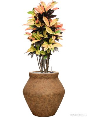 Croton (Codiaeum) variegatum 'Mrs. Iceton' in Mineral - Vaxtinredarna.se