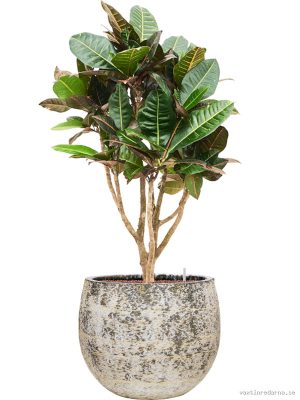 Croton (Codiaeum) variegatum 'Petra' in Baq Atlas - Vaxtinredarna.se