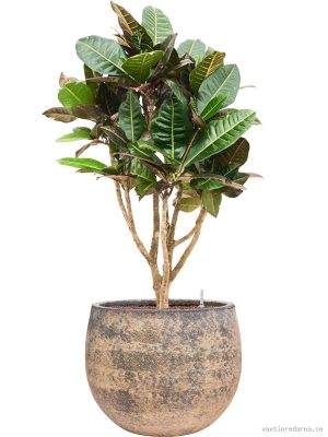 Croton (Codiaeum) variegatum 'Petra' in Baq Atlas - Vaxtinredarna.se