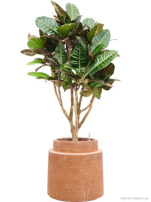 Croton (Codiaeum) variegatum 'Petra' in Colorado - Vaxtinredarna.se