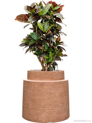 Croton (Codiaeum) variegatum 'Petra' in Colorado - Vaxtinredarna.se