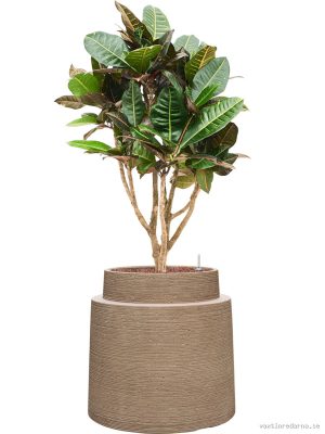 Croton (Codiaeum) variegatum 'Petra' in Colorado - Vaxtinredarna.se