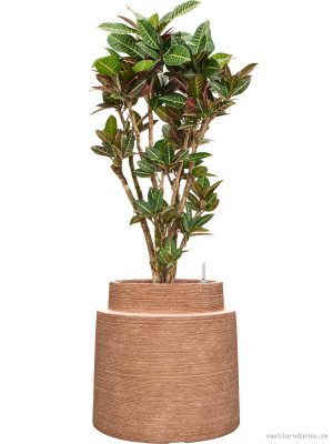 Croton (Codiaeum) variegatum 'Petra' in Colorado - Vaxtinredarna.se