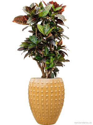 Croton (Codiaeum) variegatum 'Petra' in Laos - Vaxtinredarna.se