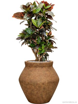 Croton (Codiaeum) variegatum 'Petra' in Mineral - Vaxtinredarna.se