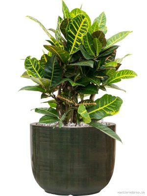Croton (Codiaeum) variegatum 'Petra' in Plain Striped - Vaxtinredarna.se