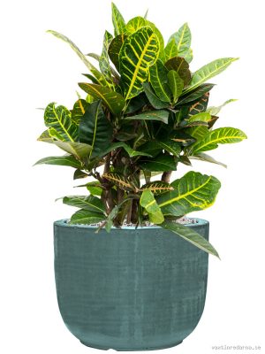 Croton (Codiaeum) variegatum 'Petra' in Plain Striped - Vaxtinredarna.se