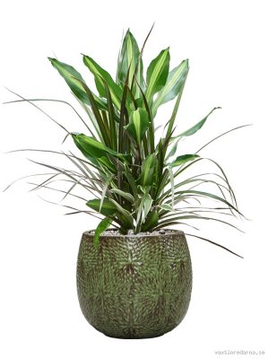 Dracaena combo in Marly - Vaxtinredarna.se