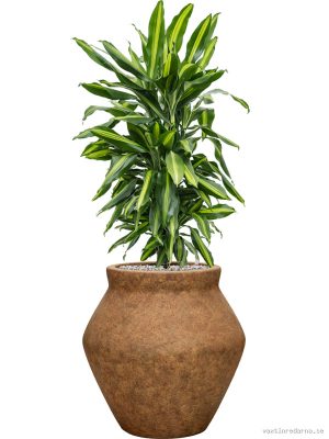 Dracaena fragrans 'Cintho' in Mineral - Vaxtinredarna.se