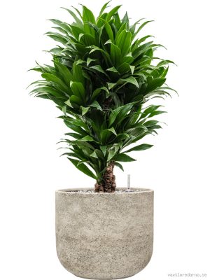 Dracaena fragrans 'Compacta' in Mont Blanc - Vaxtinredarna.se