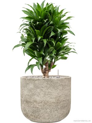 Dracaena fragrans 'Compacta' in Mont Blanc - Vaxtinredarna.se