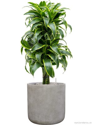 Dracaena fragrans 'Dorado' in Antwerp - Vaxtinredarna.se