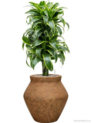 Dracaena fragrans 'Dorado' in Mineral - Vaxtinredarna.se