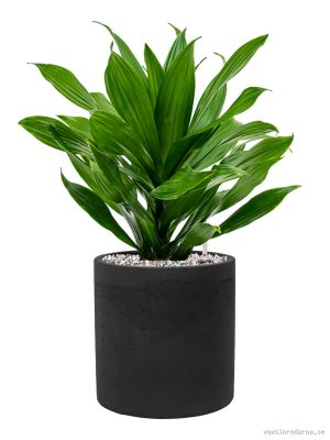 Dracaena fragrans 'Green Jewel' in Rough - Vaxtinredarna.se