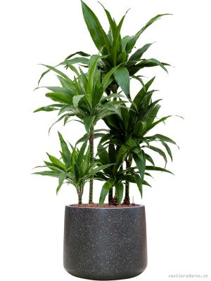 Dracaena fragrans 'Janet Craig' in Baq Terrazzo - Vaxtinredarna.se