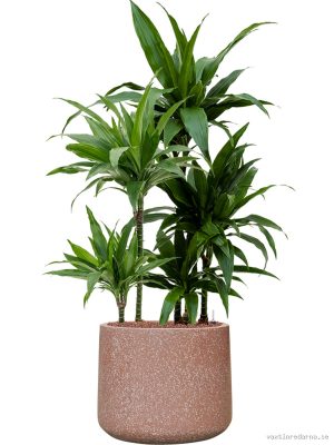 Dracaena fragrans 'Janet Craig' in Baq Terrazzo - Vaxtinredarna.se