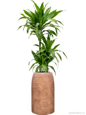 Dracaena fragrans 'Janet Craig' in Colorado - Vaxtinredarna.se